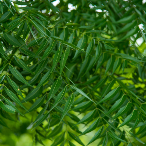 Neem Powder
